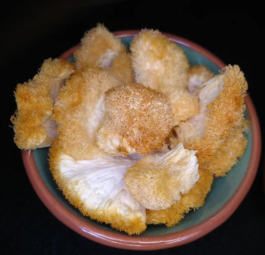 Freshly Dried Lions Mane Mushrooms Natural Organic - Dusty's Country Store